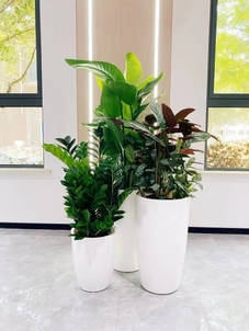 专业盆景出租，让宁波余姚生活更添绿意